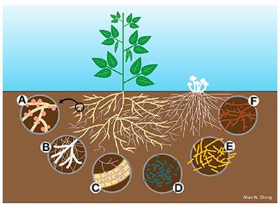 Bacterial bioinoculants adapted for sustainable plant health and soil fertility enhancement in Namibia